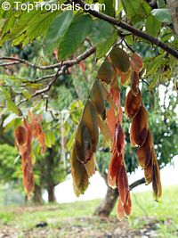 Amherstia nobilis, Pride of Burma, Orchid Tree
