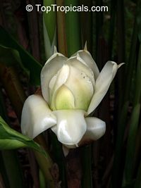 Etlingera elatior, Phaeomeria speciosa, Nicolaio elatior, Torch Ginger