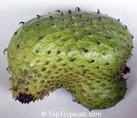 Annona muricata, Soursop, Guanabana, Graviola