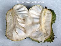 Annona muricata, Soursop, Guanabana, Graviola