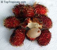 Nephelium lappaceum, Euphoria nephelium, Dimocarpus crinita, Rambutan