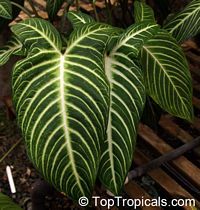 Caladium lindenii, Xanthosoma lindenii Magnifica, Angel