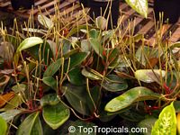Peperomia clusiifolia, Peperomia obtusifolia var. clusiaefolia, Red Edge Peperomia