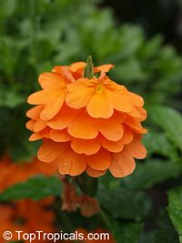 Crossandra infundibuliformis, Crossandra undulifolia Orange, Tropic Flame