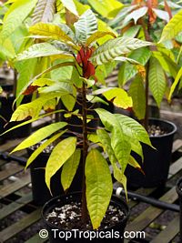 Theobroma cacao, Chocolate Tree, Cacao, Cocoa Tree