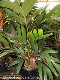 Areca vestiaria, Orange Crownshaft Palm