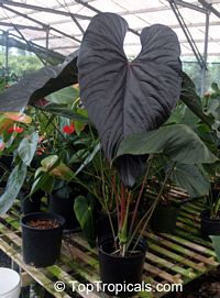 Anthurium sp., Tail Flower
