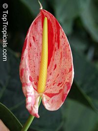 Anthurium hybrid Shibori, Flamingo Flower, Variegated Flower Anthurium