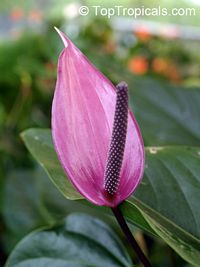 Anthurium sp., Tail Flower