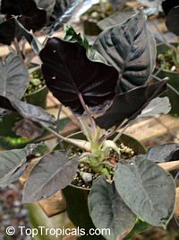 Philodendron sp., Philodendron