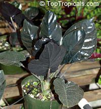 Philodendron sp., Philodendron