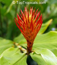 Burbidgea stenantha, Burbidgea