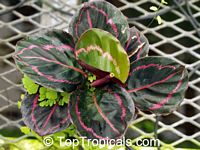 Calathea roseopicta, Calathea