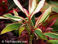 Cordyline fruticosa, Cordyline terminalis, Hawaiian Ti Leaf