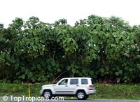 Macaranga grandifolia, Macaranga longifolia, Macaranga mappa, Macaranga, Nasturtium Tree, Parasol Leaf Tree, Bingabing