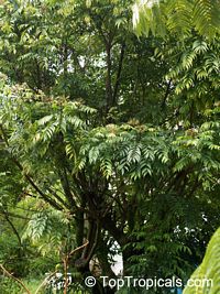 Murraya koenigii, Curry leaf