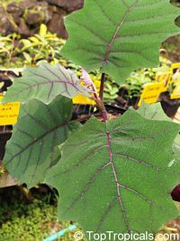 Solanum quitoense, Solanum angulatum, Naranjilla, Naranjillo, Lulo