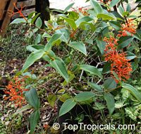 Medinilla scortechinii, Medinilla myriantha, Orange medinilla, Orange Spike