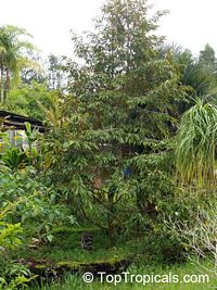 Durio sp., Durian, Durian Kuning, Durian Merah