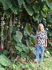 Macaranga grandifolia, Macaranga longifolia, Macaranga mappa, Macaranga, Nasturtium Tree, Parasol Leaf Tree, Bingabing
