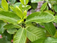 Gardenia brighamii, Native Hawaiian Gardenia Nau
