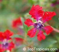Cuphea llavea, Cuphea barbigera