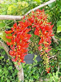 Mucuna benettii, Mucuna bennettii, Mucuna albertisii, Mucuna novoguineensis, Red Jade Vine, New Guinea Creeper