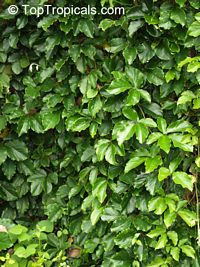 Tetrastigma voinierianum, Cissus tetrastigma, Lizard Plant, Chestnut Vine