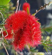 Callistemon sp., Bottlebrush