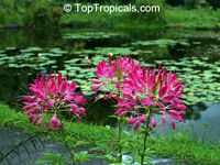 Cleome hasslerana, Cleome spinosa, Spider Flower, Crown Flower