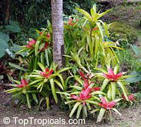 Guzmania sp., Bromeliad