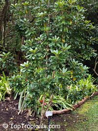 Pittosporum hosmeri, Pittosporum amplectens, Kona Cheesewood, Hoawa