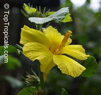 Hibiscus sp., Hibiscus