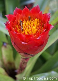 Canistrum aurantiacum, Bromeliad