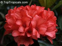 Rhododendron laetum , Vireya Rhododendron