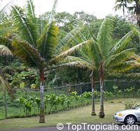 Dypsis lastelliana, Neodypsis lastelliana, Dypsis leptocheilos, Teddy Bear, Redneck Palm