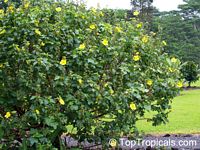 Hibiscus sp., Hibiscus