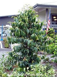 Coffea arabica, Coffee