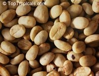 Coffea arabica, Coffee