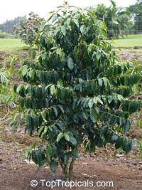 Coffea arabica, Coffee