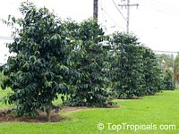 Coffea arabica, Coffee