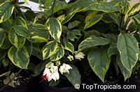 Clerodendrum thomsoniae, Bleeding heart, Glory bower, Clerodendron