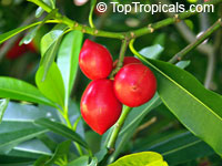 Ochrosia elliptica, Bloodhorn, Mangrove Ochrosia