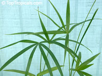 Euterpe precatoria, Euterpe mollissima, Euterpe jatapuensis, Euterpe stenophylla, Euterpe langloisii, Euterpe petiolata, Euterpe subruminata, Euterpe confertiflora, Huassai, Chonta, Asai, Assai, Acai, Mountain Cabbage Palm