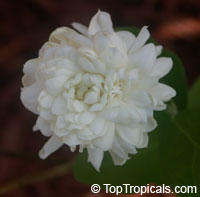 Jasminum sambac Grand Duke Of Tuscany, Nyctanthes sambac, Mogori Sambac, Butt Mograw, Hawaiian Pikake, Moss Rose Jasmine, Sambac Flore Pleno