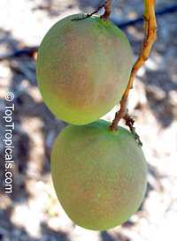 Mangifera indica - Beverly Mango, Grafted

Click to see full-size image