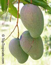 Mangifera indica - East Indian Mango, Grafted

Click to see full-size image