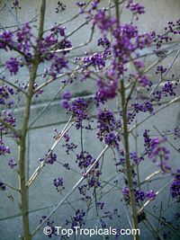 Callicarpa sp., Beautyberry