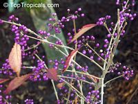 Callicarpa sp., Beautyberry