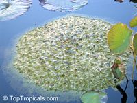 Euryale ferox, Prickly Waterlily, Fox Nut

Click to see full-size image